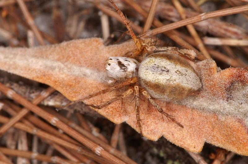 Oxyopes_variabilis_D7954_Z_88_North Stradbroke island_Australie.jpg